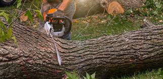 Best Tree Disease Treatment  in Harlem, FL