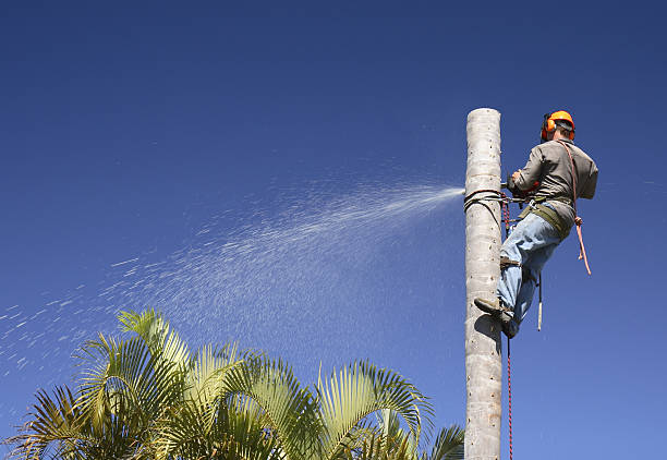 Best Artificial Turf Installation  in Harlem, FL