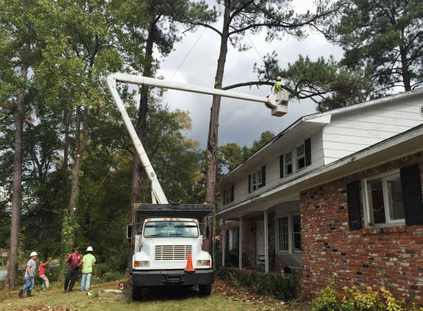 Best Emergency Tree Removal  in Harlem, FL