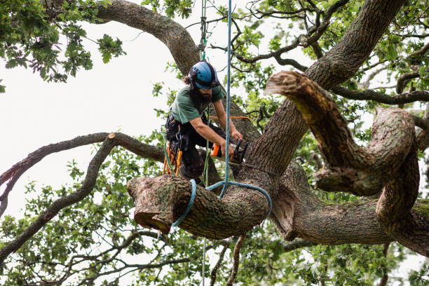 Harlem, FL Tree Care Company