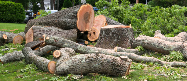 How Our Tree Care Process Works  in  Harlem, FL