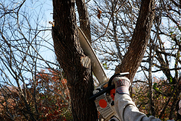 Best Tree Preservation Services  in Harlem, FL