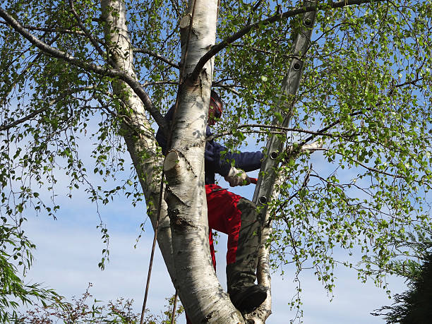 Best Leaf Removal  in Harlem, FL