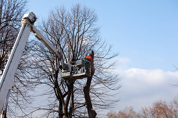 Best Fruit Tree Pruning  in Harlem, FL